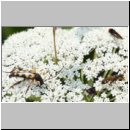 Mellinus crabroneus - Grabwespe w32 12mm - auf wilder Moehre - OS-Wallenhorst Sandgrube.jpg